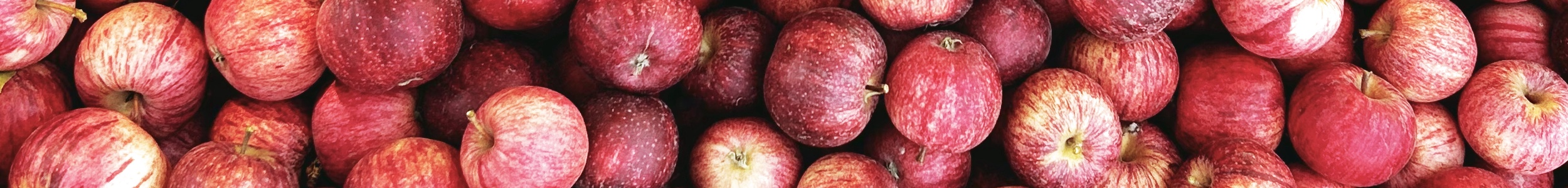 apple gala san luka
