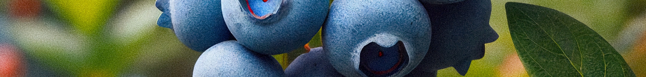 blueberry san luka