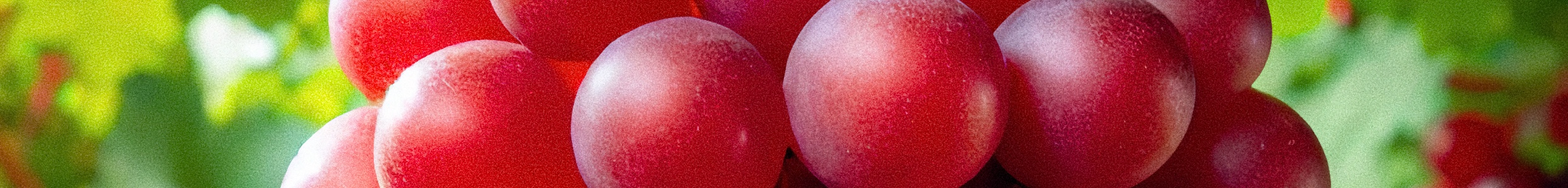 grape red globe san luka