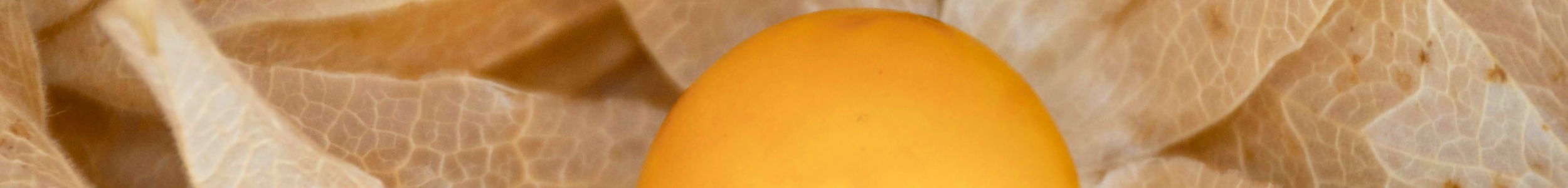 physalis san luka