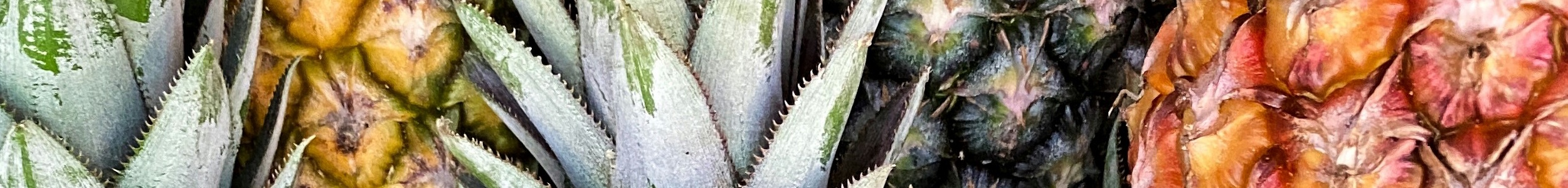 pineapple san luka