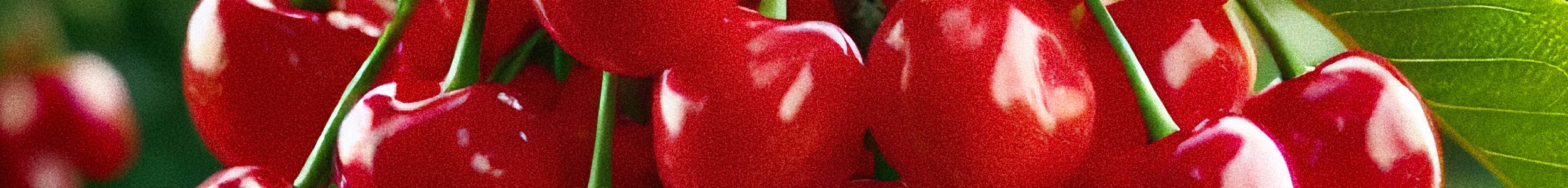 santina cherry san luka